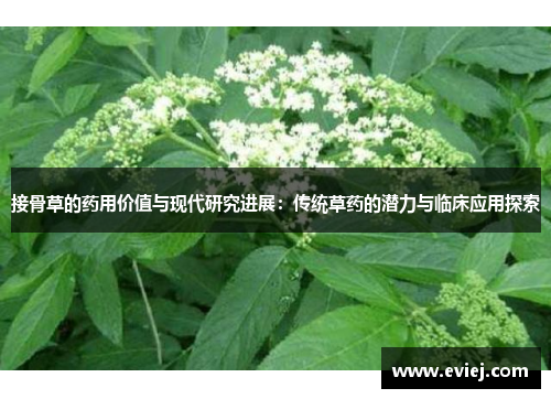 接骨草的药用价值与现代研究进展：传统草药的潜力与临床应用探索